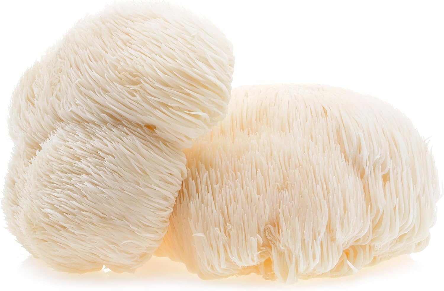 Hawlik Pilzbrut Organic Lion Mane Culture Hericium Jamaica Ubuy