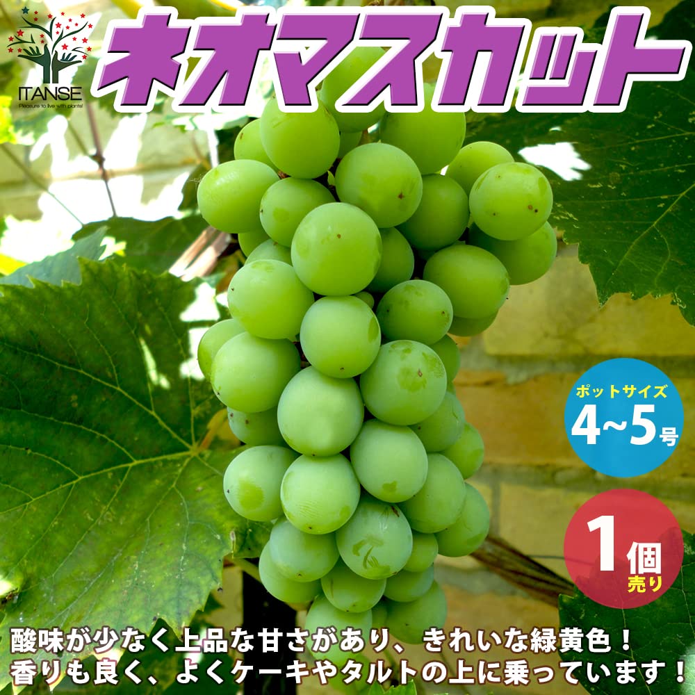 Amazon.co.jp: ITANSE ぶどうの苗木 ネオマスカット 4～5号 1個