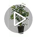 LCG-Florals-Artificial-Ficus-Tree-with-Real-Wood-Trunk-Black-Metal-Pot-Indoor-and-Outdoor-Faux-Plants-for-Patio-Living-Rooms-Offices-Outdoor-Spaces-4FT-Black-Metal-Pot