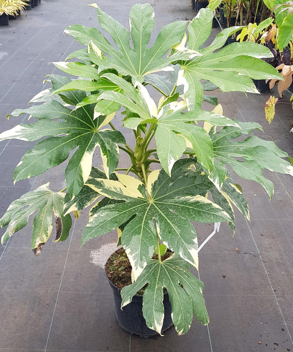Fatsia japonica 'Variegata' / Aralie du Japon panaché/Conteneur de 7 à 10 litres/Plante d'Intérieur et d'Extérieur