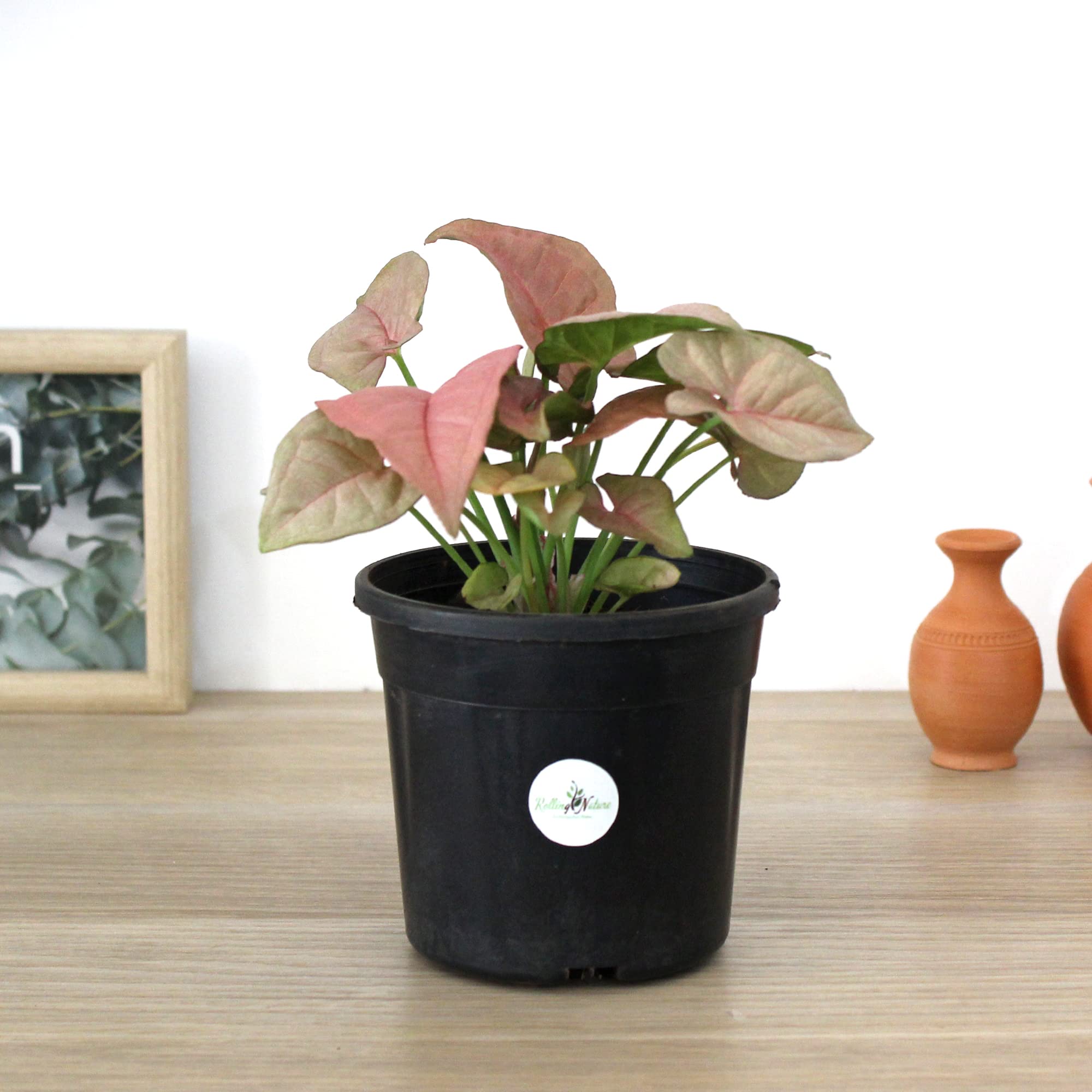 Rolling Nature Good Luck Air Purifier Pink Syngonum Plant (Black) (B0BZZC8V6X) Amazon Price History, Amazon Price Tracker