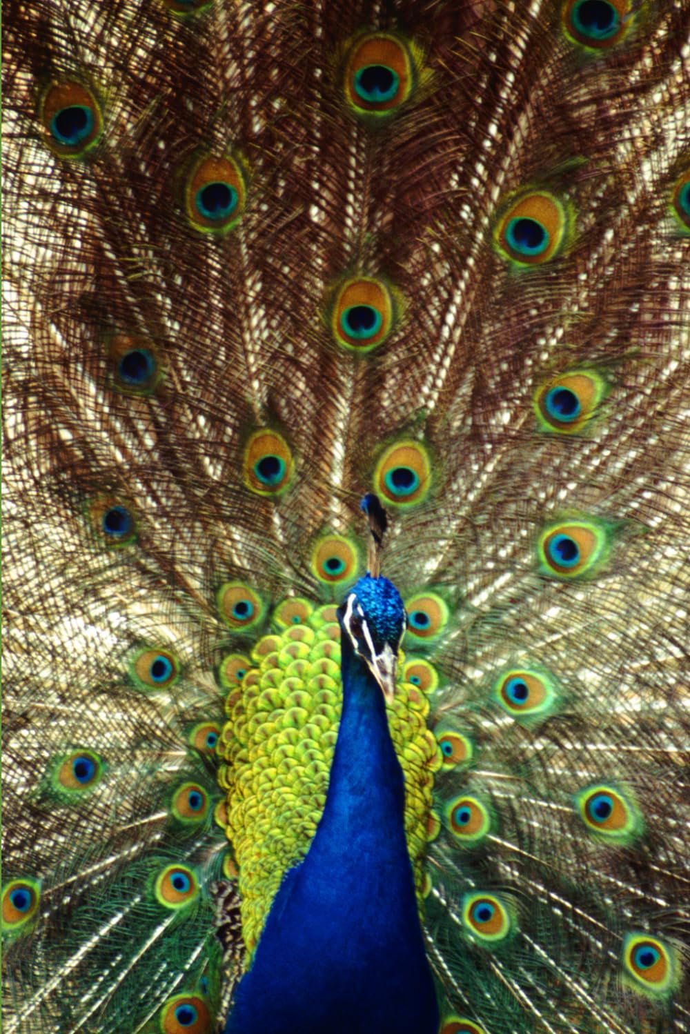 Mix colour book
