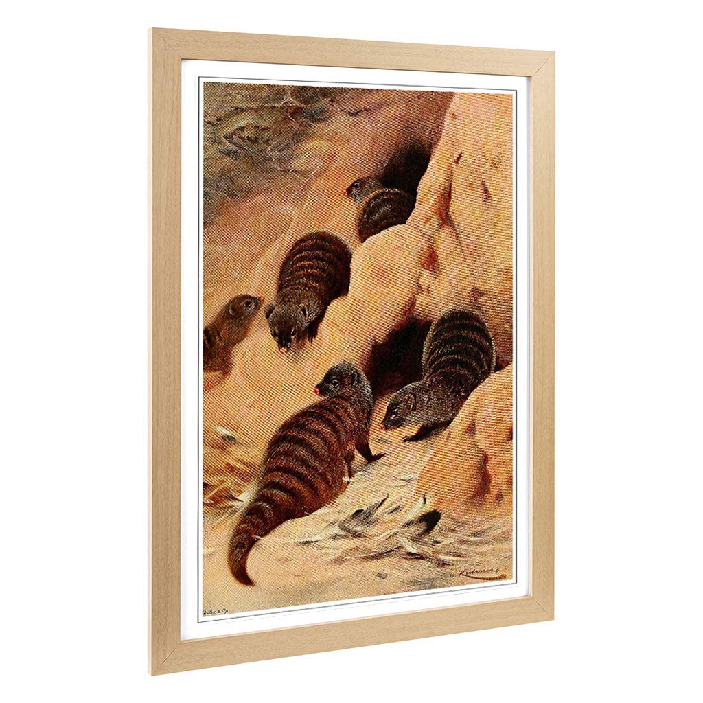 Big Box Art Framed Print of Vintage W Kuhnert Banded Mongoose Design | Wall Art Picture | Home Decor for Kitchen, Living Room, Bedroom, Hallway, Oak, A2 / 24.5x18 Inch / 62x45cm