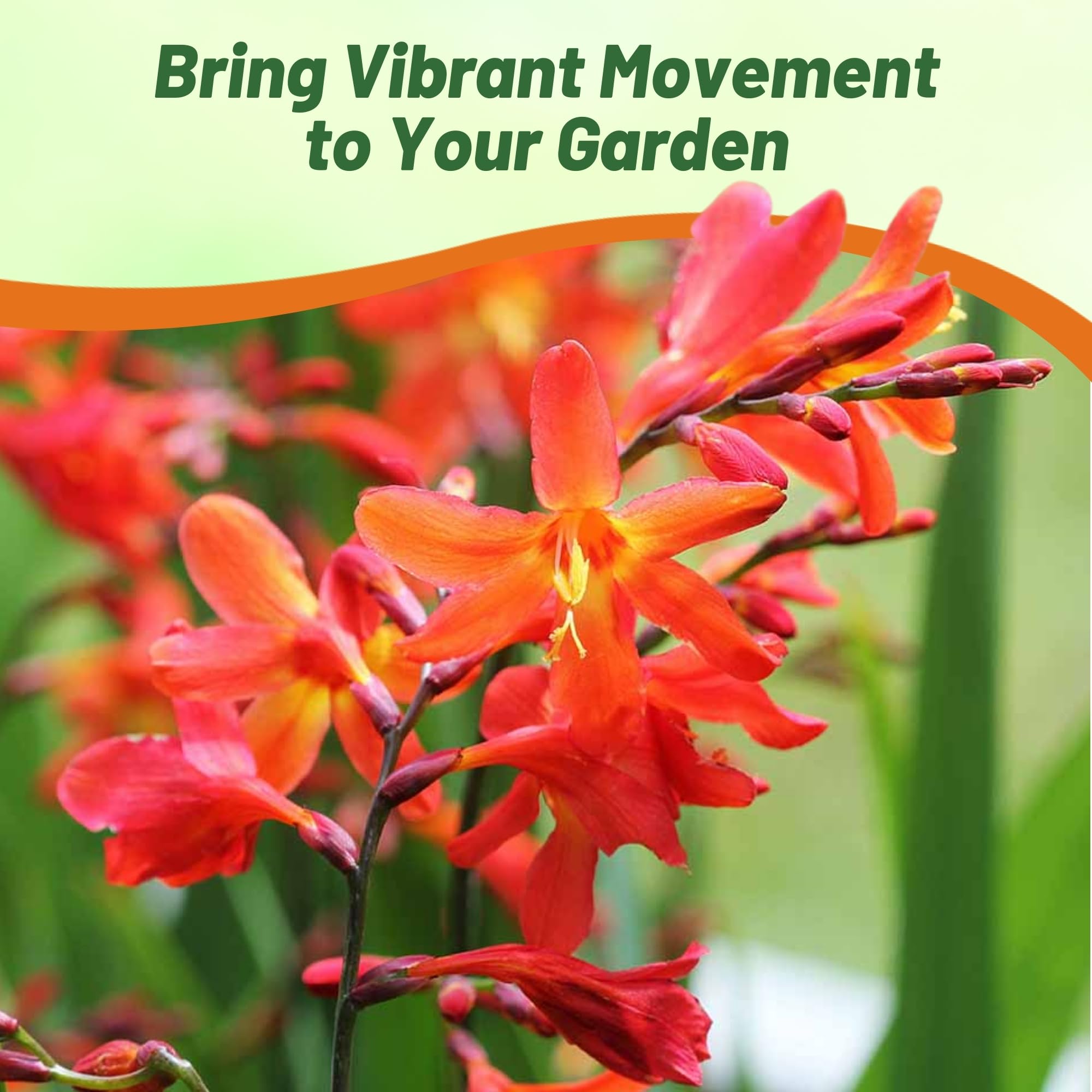 verbena plant seeds Blue Vervain seeds