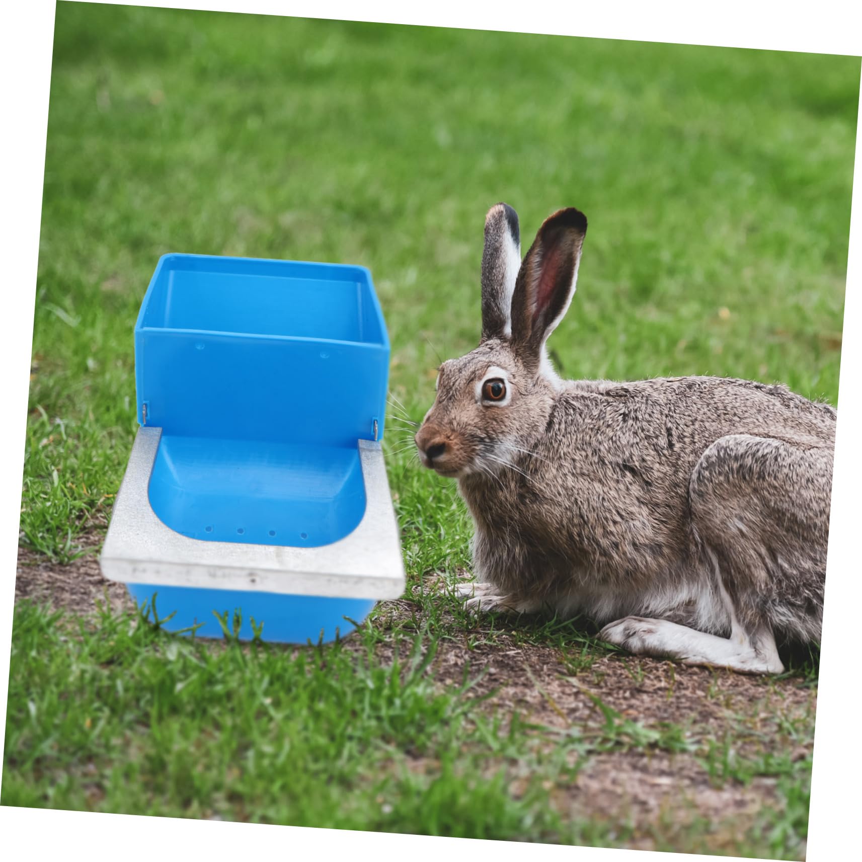 VANZACK 6pezzi Mangiatoia Per Pollame Per Alimentazione Animali Domestici Capacità Colore Casual Facile Da Pulire e Appendere Accessorio Per Allevamento Pollame e Conigli