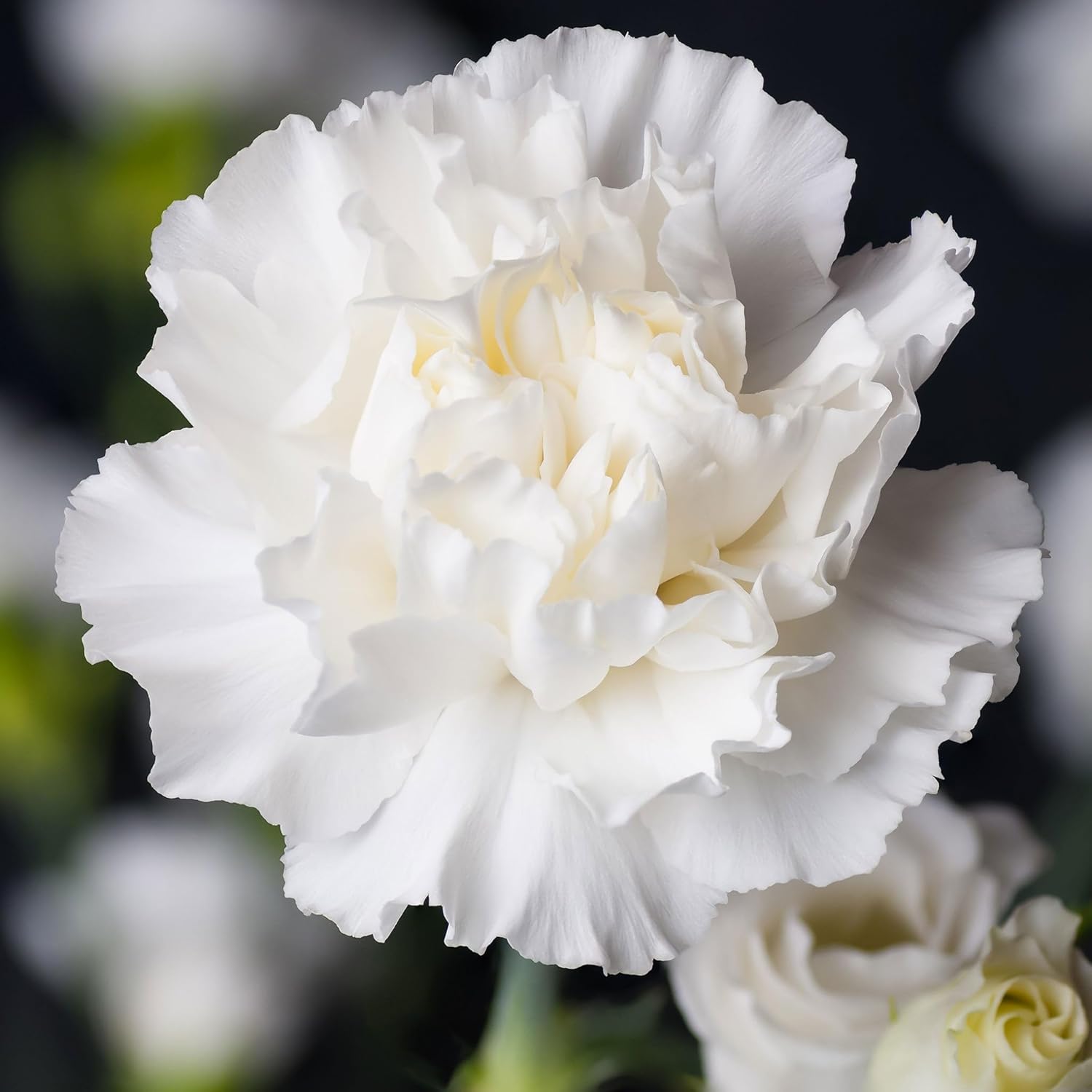 Eden Brothers Carnation Seeds - Grenadin Double Mix