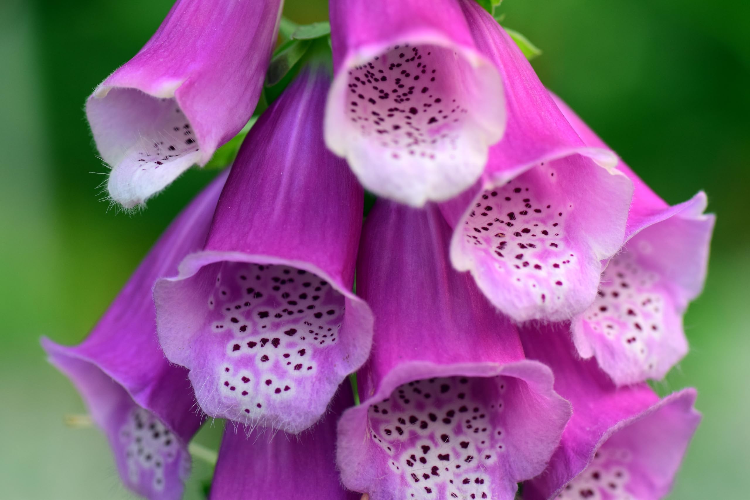 Roter Fingerhut (Digitalis purpurea) Samen. Zier- & Heilpflanze (100000 Samen = 8,0g)