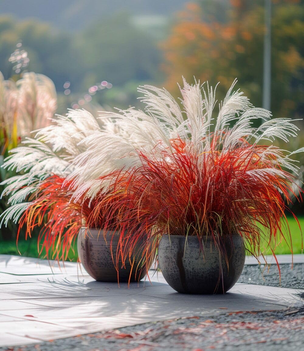 BALDUR Garten 5x Miscanthus 'Lady in Red®', Pflanzen im 9x9 cm-Topf