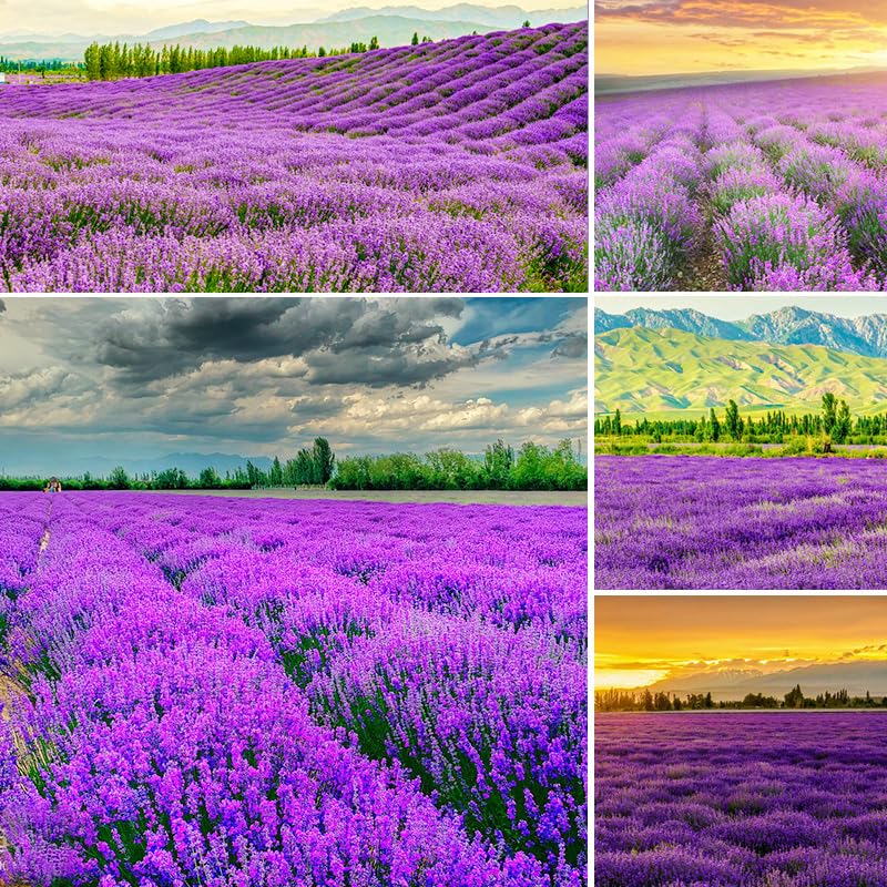 5000+ Lavender Flower Seeds for Planting - Perennial Hardy Fragrant Seeds for Gardens, Pots & Mass Planting
