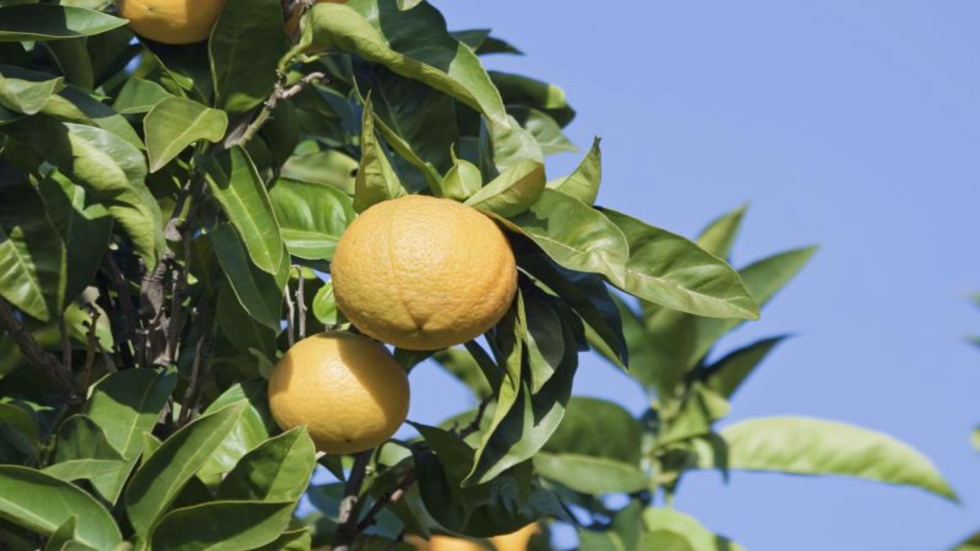 Cloud Farm Hybrid Daidai Bitter Orange Plant CF_3962