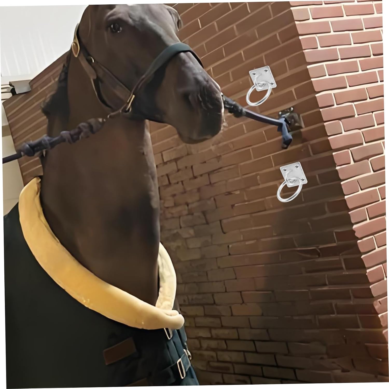 YARNOW Real Horse Equipment Horse Tie Down Hitching Ring Screws Equestrian Bucket Hangers Practical Design
