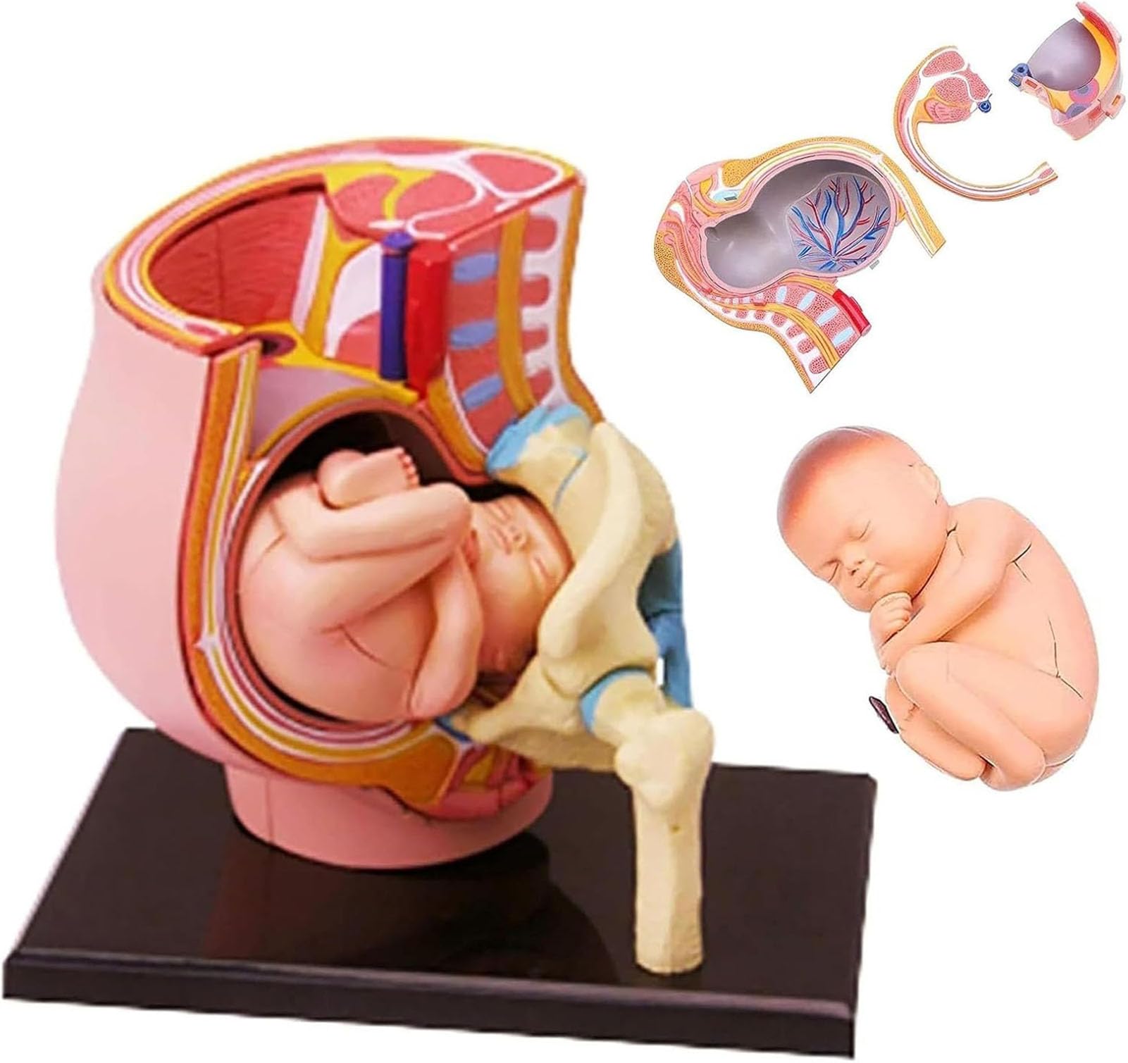 Grossesse 4D AMITD modèle de bassin pour expliquer la naissance aux enfants