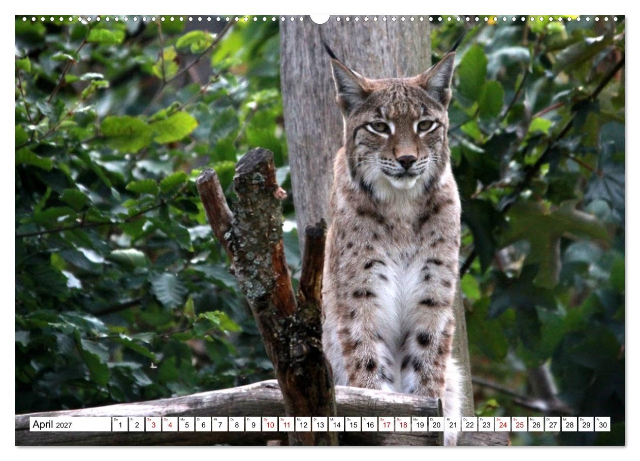 CALVENDO - Familie Luchs - Die Jäger mit dem Pinselohr (hochwertiger Premium Wandkalender 2027 DIN A2 quer), Kunstdruck in Hochglanz: Im Leben einer Luchsfamilie