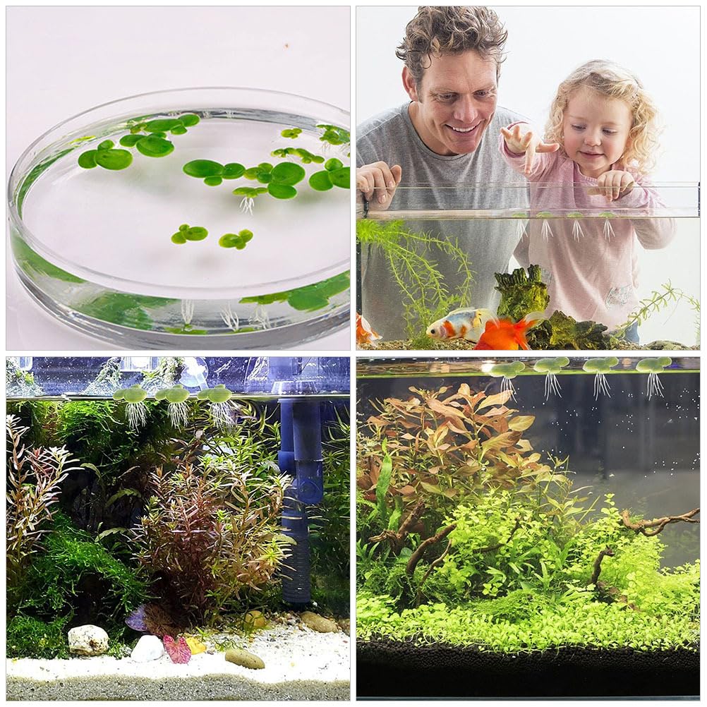 36 Künstliche Wasserlinsen - Realistisch Für Aquarium & Teich