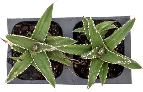 Miniatura 8 de 2 agave King Ferdinand en cubos de vivero de 2.5 pulgadas (Agave ferdinandi-Regis)  Suculenta de hoja perenne para xeriscaping, jardines de rocas y