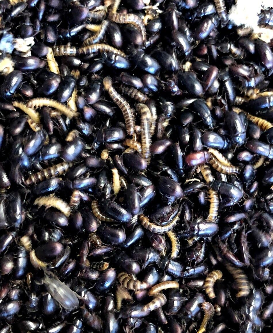 Lesser Mealworms and Buffalo Beetles (Adult, 500, Count)