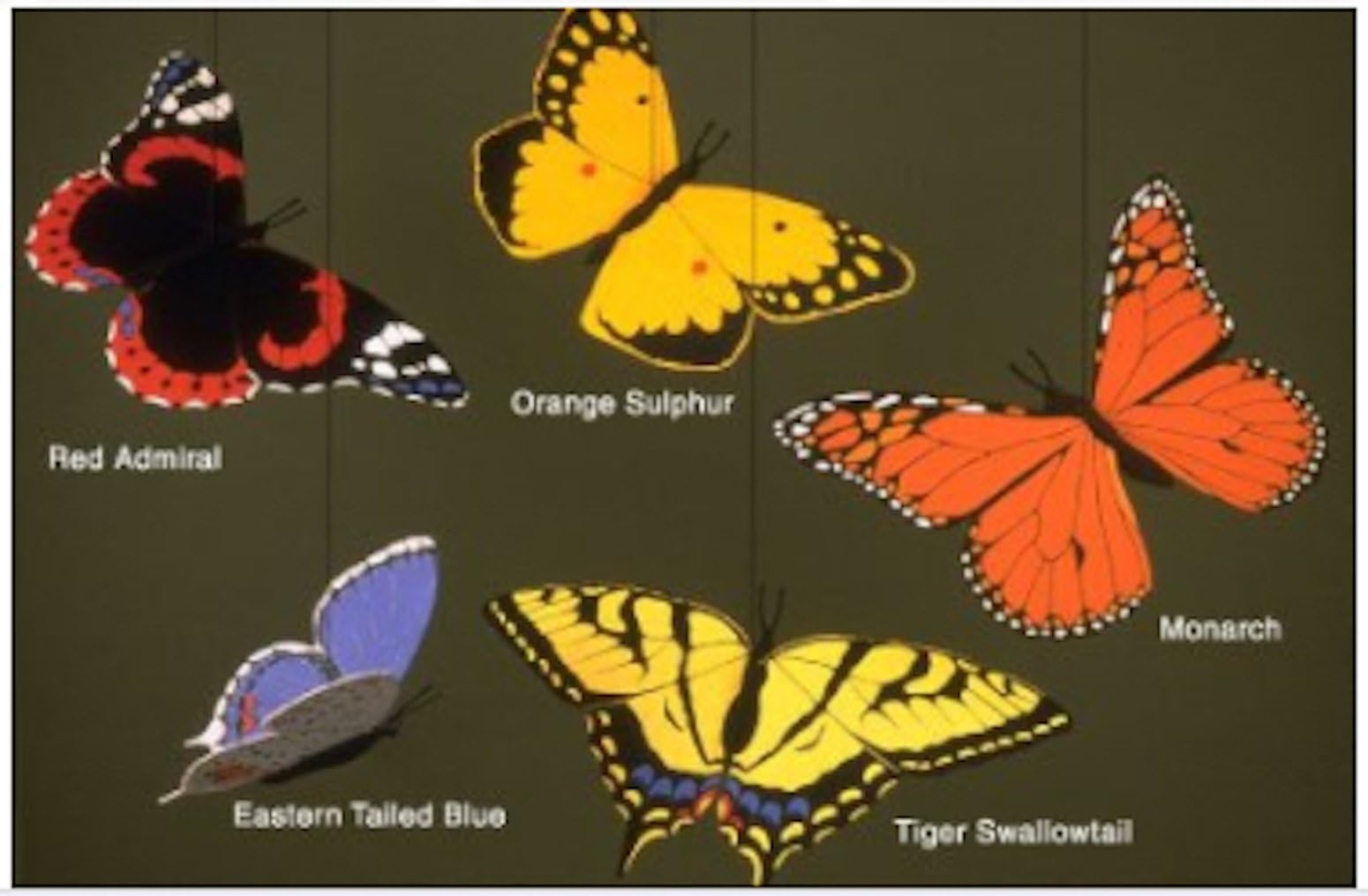 Butterfly Combo Mobile