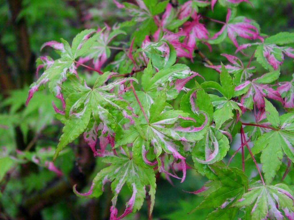 Orido Nishiki Japanese Maple 2 - Year Graft