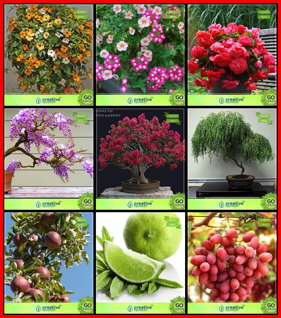 Creative Farmer Plant Seeds Combo Flower Seeds & Fruit : Apple, Citrus Seeds, Grape, Jacaranda Mimosafolia, Lagerstroemia Speciosa, Peltophorum, Nasturtium Mix, Verbena Mix, Begonia Kitchen Garden Pack (B07HTWYTHN) Amazon Price History, Amazon Price Tracker