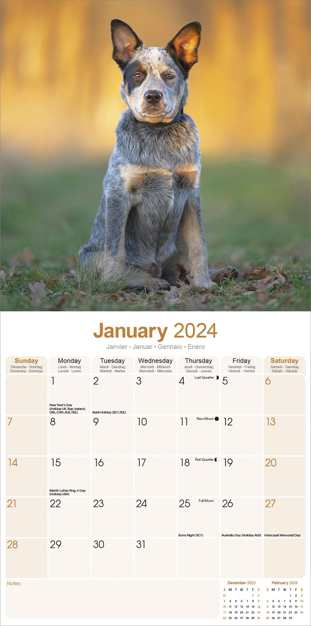 Australian Cattle Dog Calendar 2024 Square Dog Breed Wall Calendar - 16 Month - Image 2
