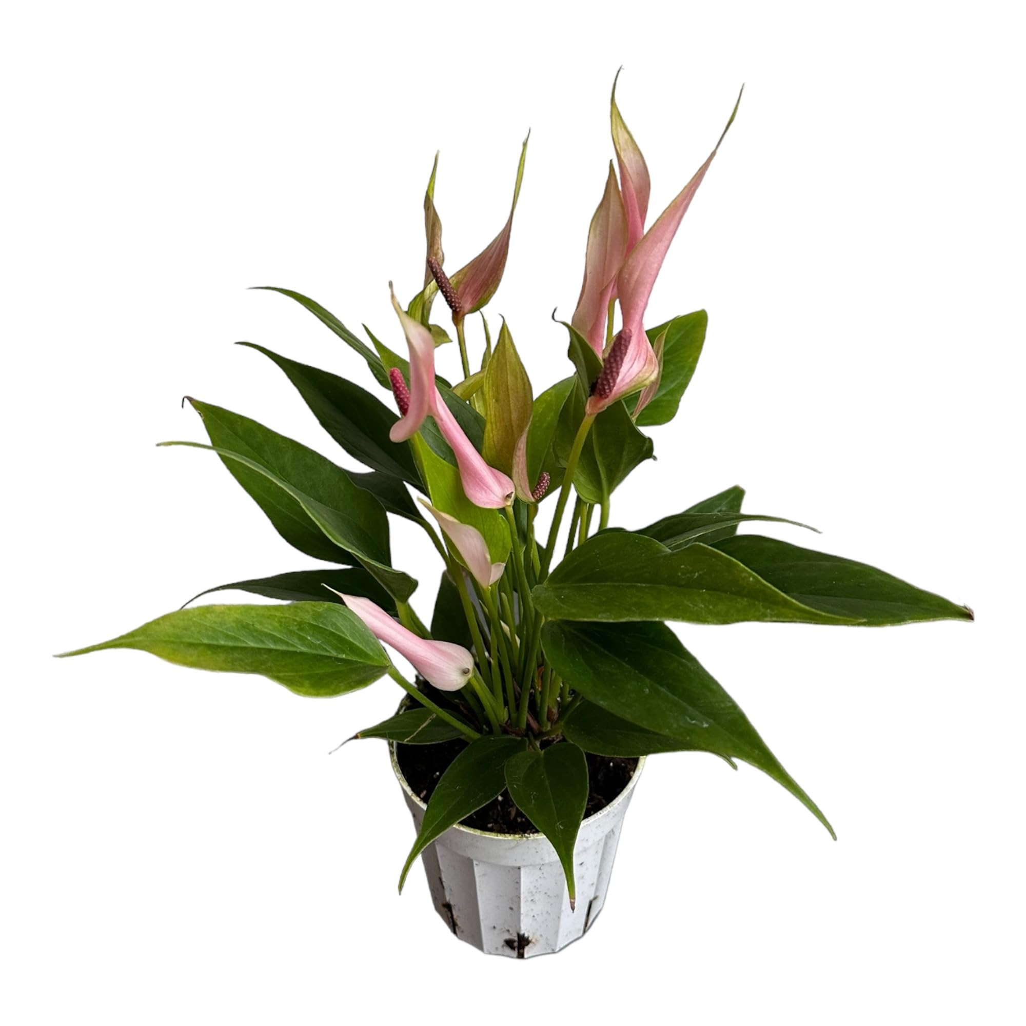 Anthurium Lily Pink