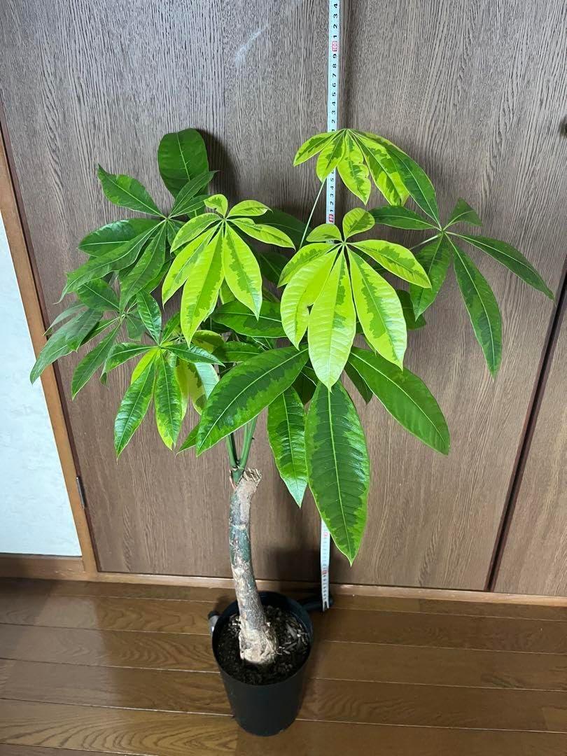 パキラ ムーンライト 6号鉢 パキラ：ムーンライト 6号鉢植え24-04 の