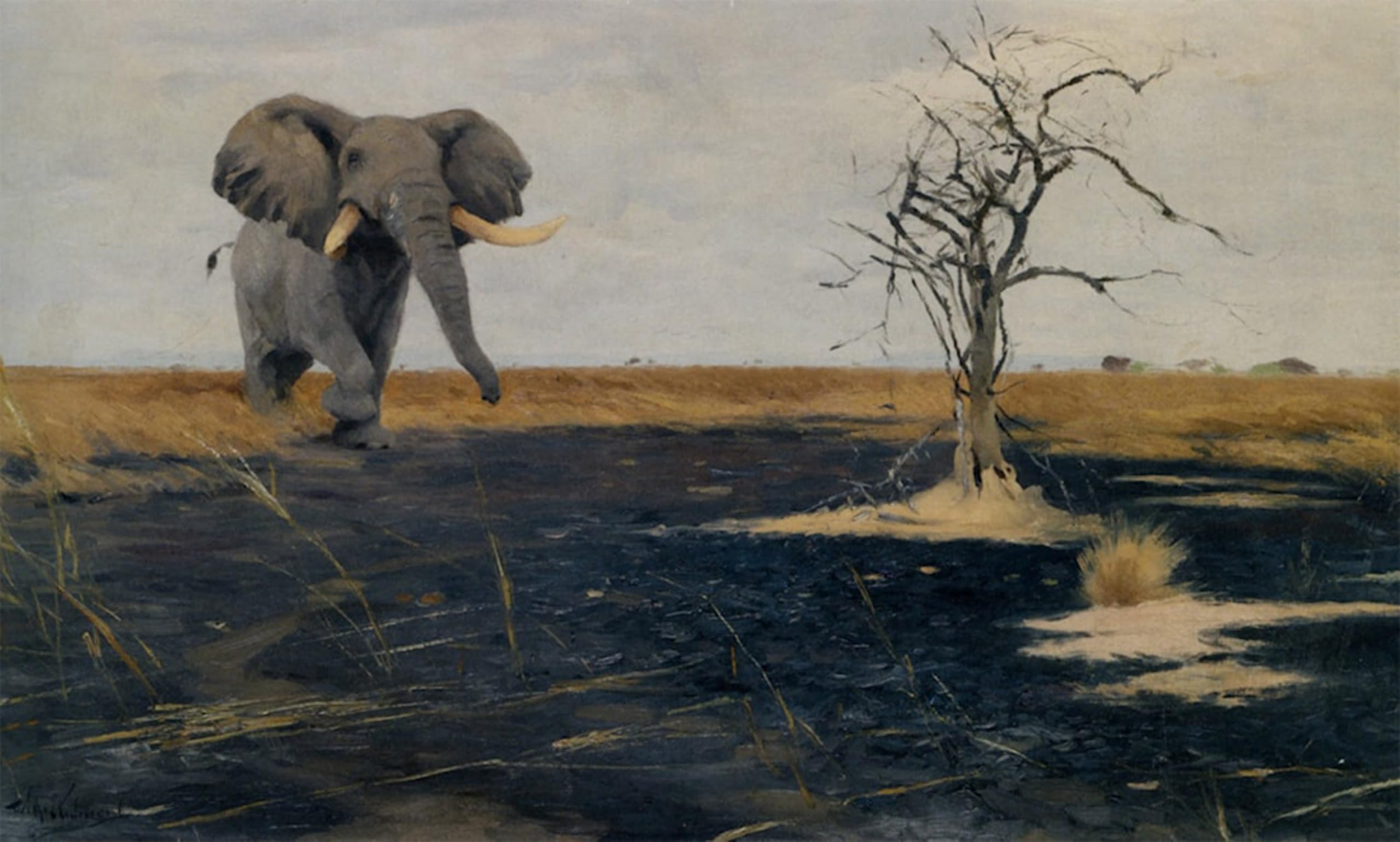 ARTXLXXBN Famous Print Painting Colorful Art Print the Lone Elephant by Wilhelm Kuhnert Canvas Art Decorations for Home Decor 60x90cm