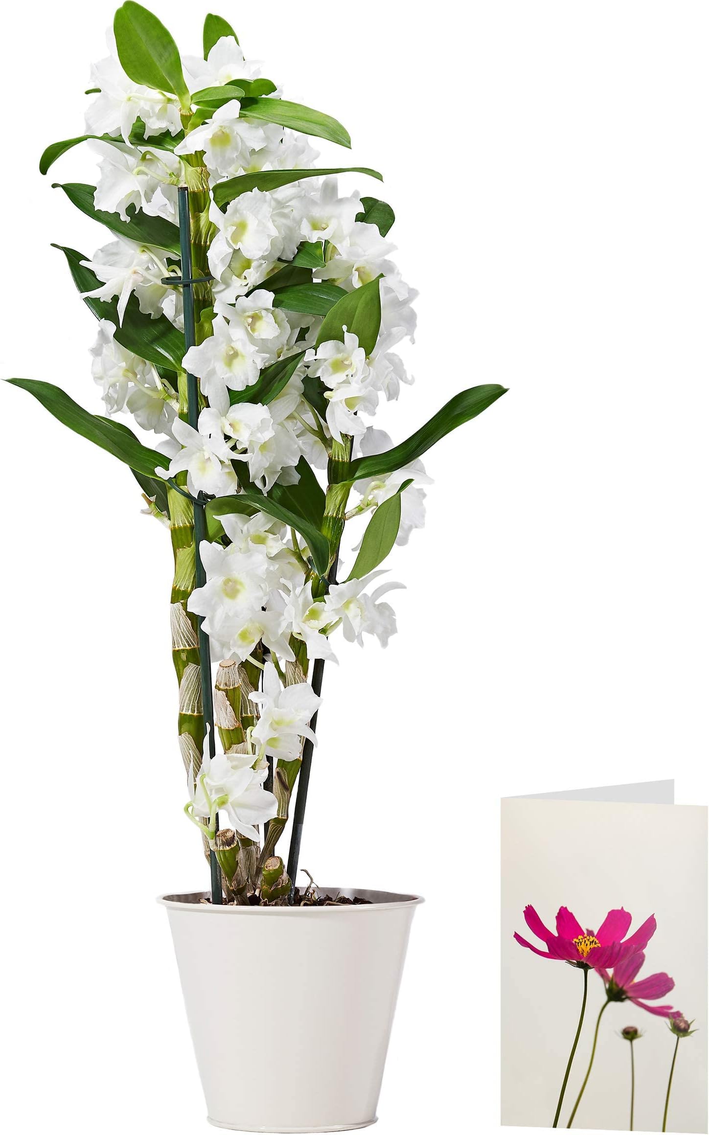 Morrisons The Best Indoor Dendrobium Orchid