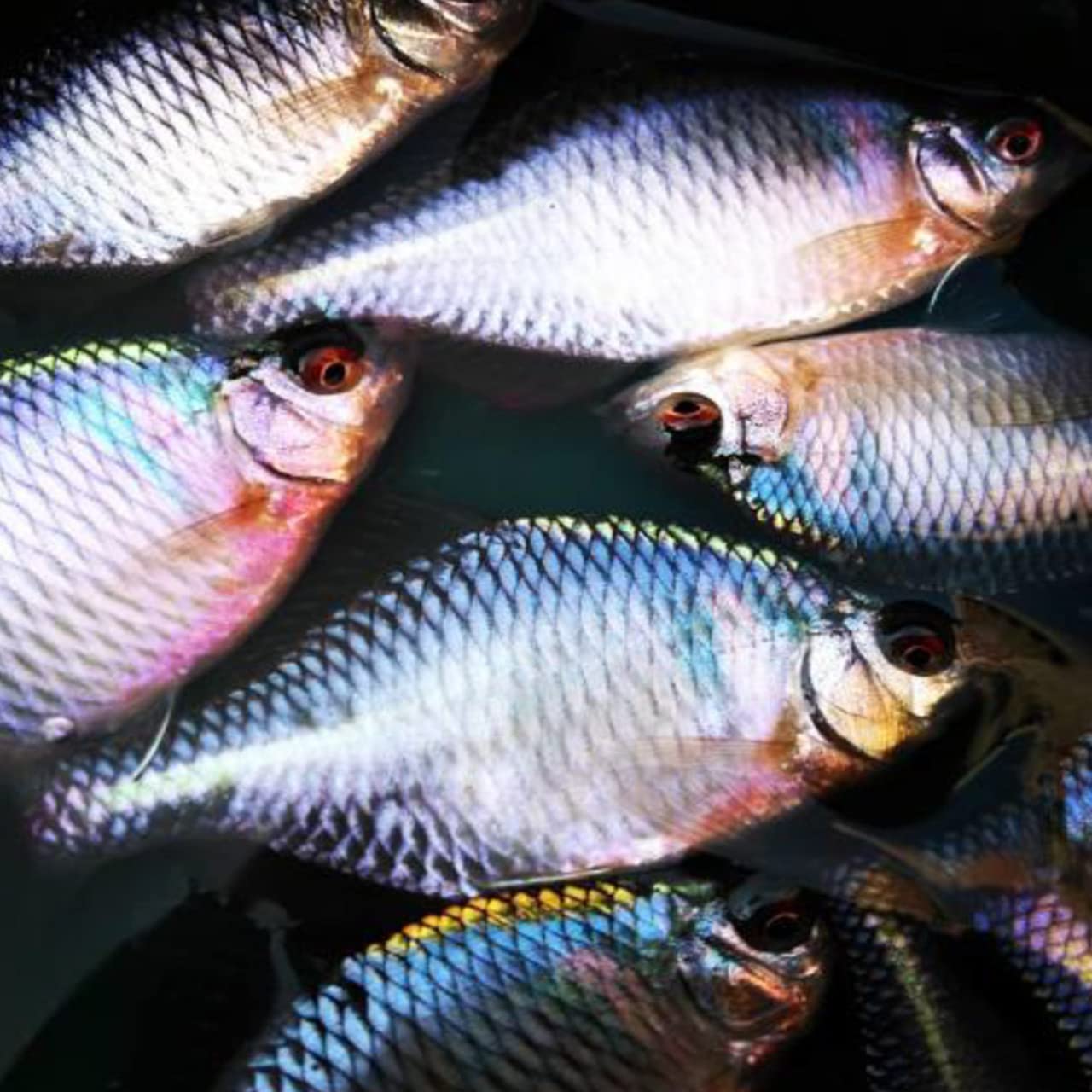 Amazon.co.jp: ティムコ(TIEMCO) モノスレッドエボリューション