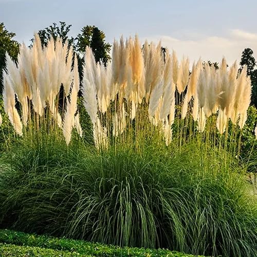 Miniatura 3 de 2 plantas altas de hierba de conejo plántulas vivas flores blancas ornamentales perennes para plantar