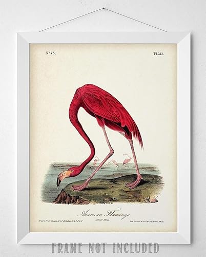 Miniatura 9 de American Flamingo Illustration - 11x14 Unframed Art Print - Great Wall Decor and Gift