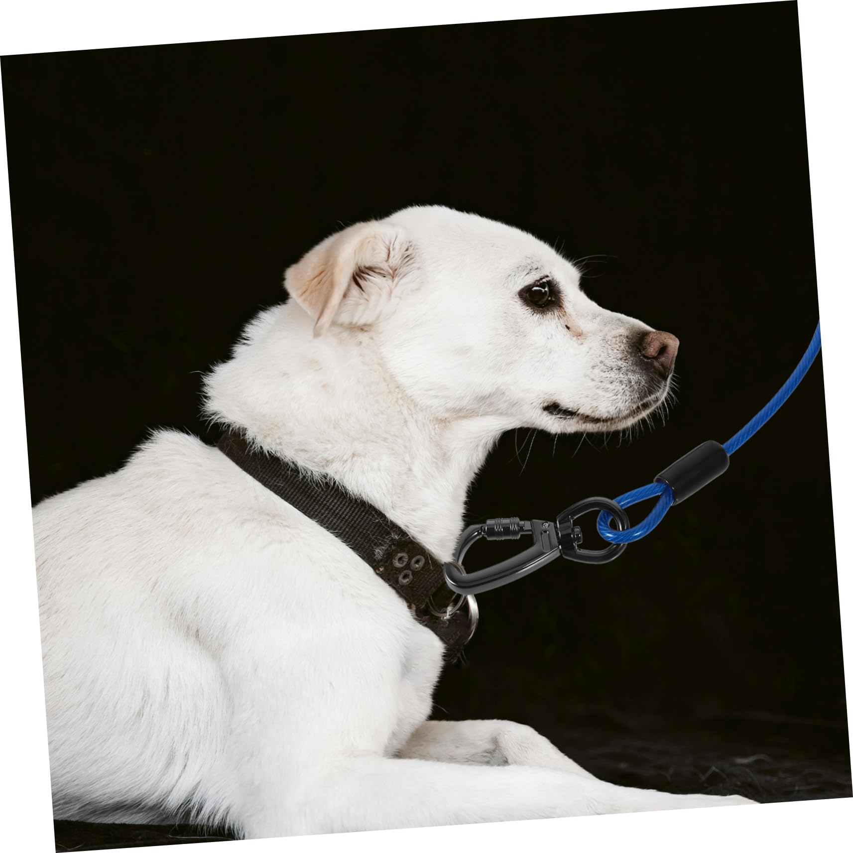 Guinzaglio Addestramento Cane Corda in Filo D'acciaio Blu | Doppio Aggancio in Lega di Zinco, Rivestimento Pvc, Leggero e Delicato sulla Pelle