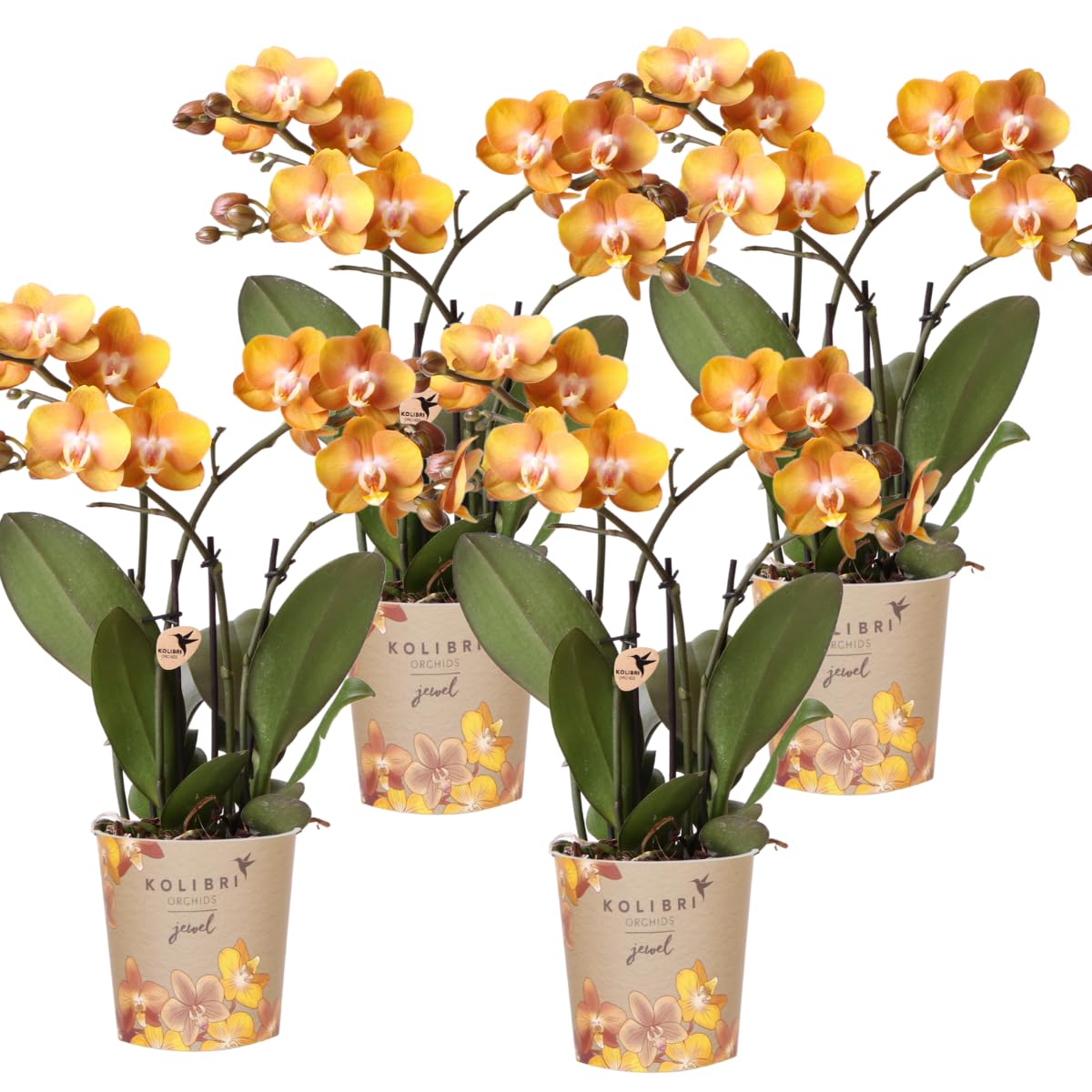 Kolibri Las Vegas Lot de 4 orchidées Phalaenopsis – Taille du pot Ø 12 cm – Plante d'intérieur à fleurs – Fraîche de l'éleveur