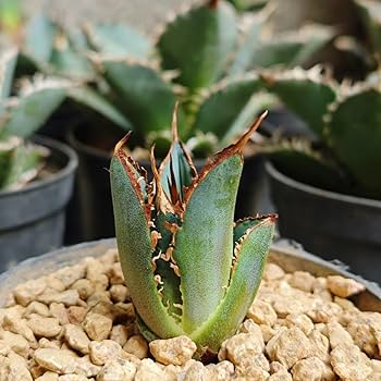 Amazon.co.jp: BM30台湾種 アガベ チタノタ黒豹 優良血統 子株 : おもちゃ Amazon.co.jp: BM30台湾種 アガベ チタノタ黒豹 優良血統 子株 : おもちゃ