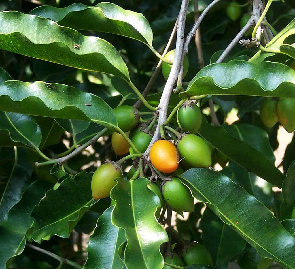 See full amazon price history chart for Ohhsome Garden Rare Medicinal Plant - Bakul/Mimusops Elengi Wood/Bullet Wood/Elanji/Ilanji/Maulsari/Vajradhanthi/Spanish Cherry/Magizham Poo Live Spice Plants Mimusops (Healthy Plant) Ohhsome Garden Rare Medicinal Plant - Bakul/Mimusops Elengi Wood/Bullet Wood/Elanji/Ilanji/Maulsari/Vajradhanthi/Spanish Cherry/Magizham Poo Live Spice Plants Mimusops (Healthy Plant) (B09HN3DGJL) Amazon Price History, Amazon Price Tracker