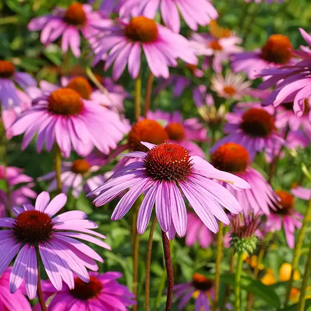 Purple coneflower echinacea seeds perennial