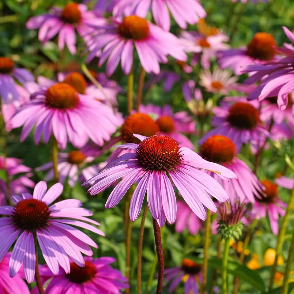 Groundio Purple Coneflower Seeds 1 OZ, Perennial Open Pollinated Non-GMO Echinacea Seeds Grown in the USA, Cone Flower Seed for Planting, USDA 3-9