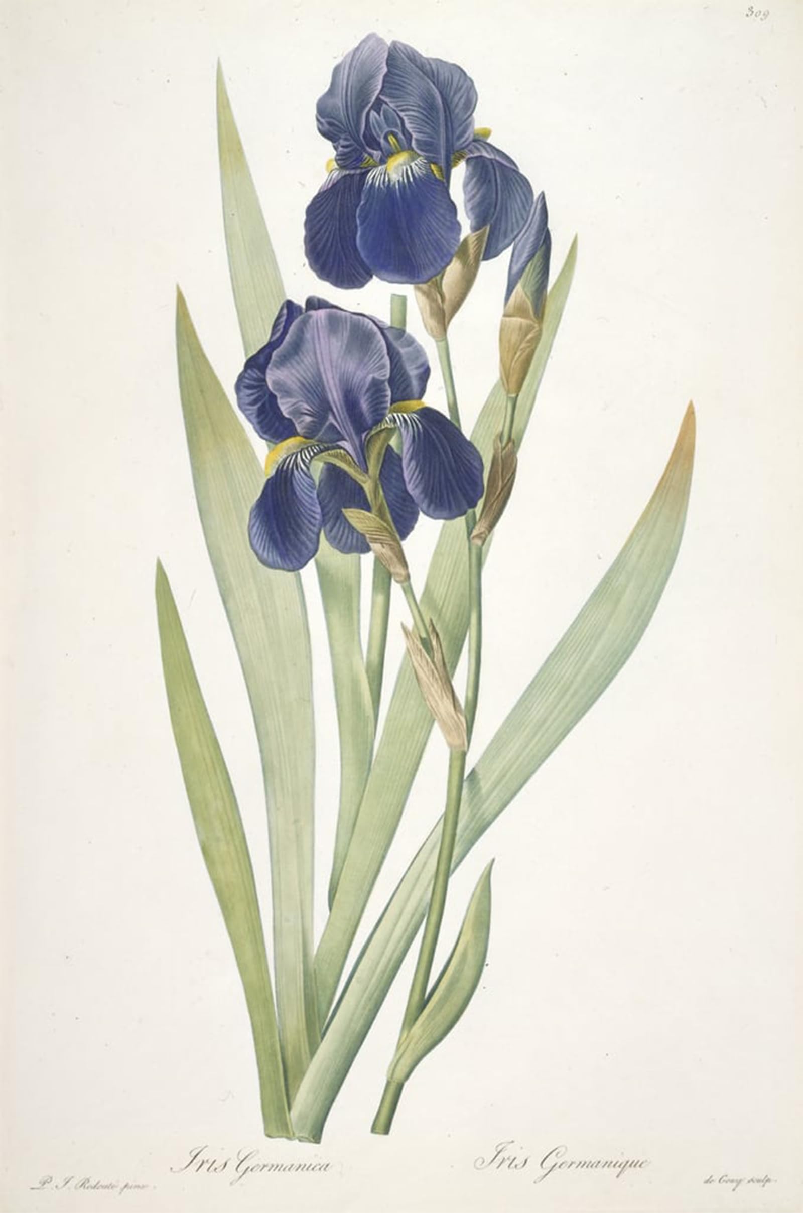 ARTXLXXBN Famous Print Painting Colorful Art Print Iris germanica by Pierre Redouté Canvas Art Decorations for Home Decor 60x90cm
