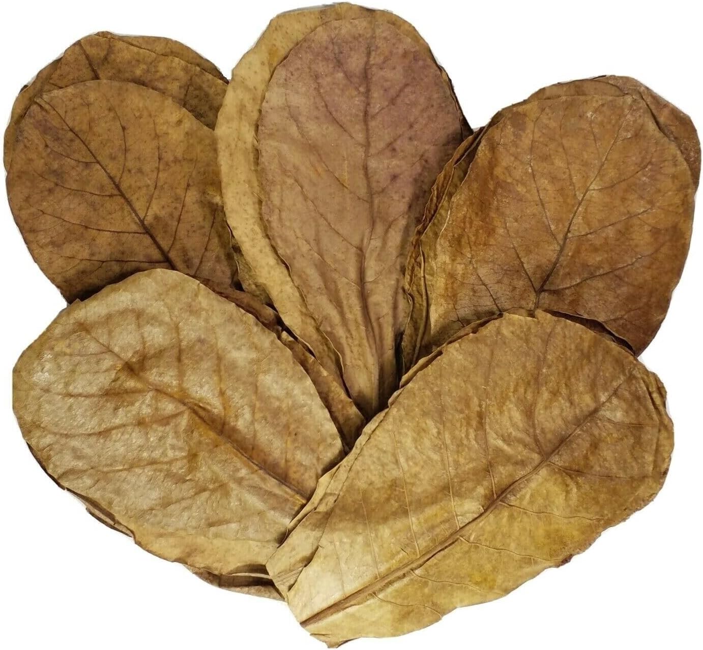 Aquatic Foods Inc. 50 5"-7" Indian Catappa Almond Leaves for Bettas, Discus, Shrimp, Snails, Hermit Crabs for Tropical Fish Aquariums & Terrariums, Grade A Leaves - 200 Count