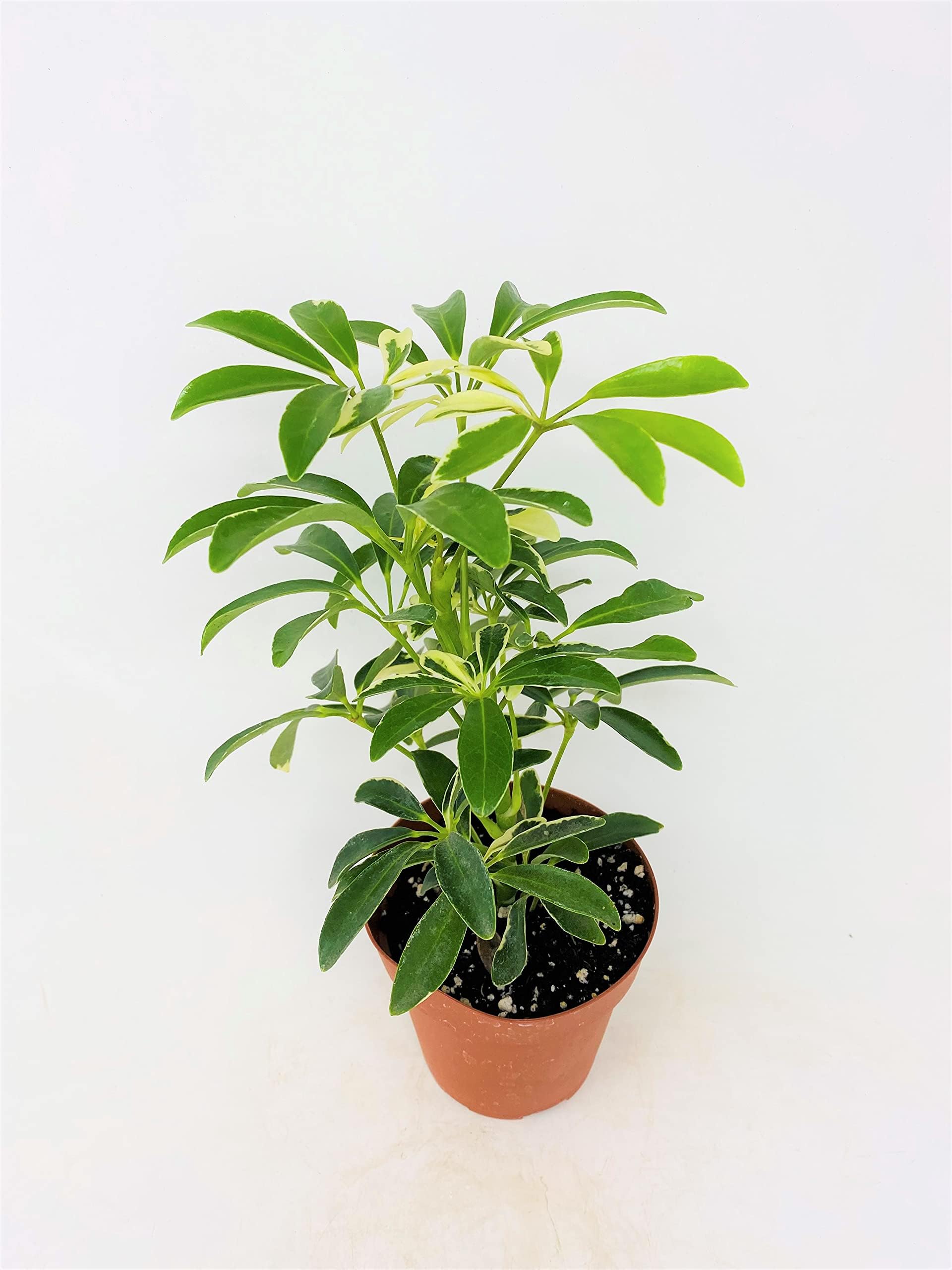 JM BAMBOOSchefflera Arboricola 'Umbrella Plant' Variegated' - 4 Pot