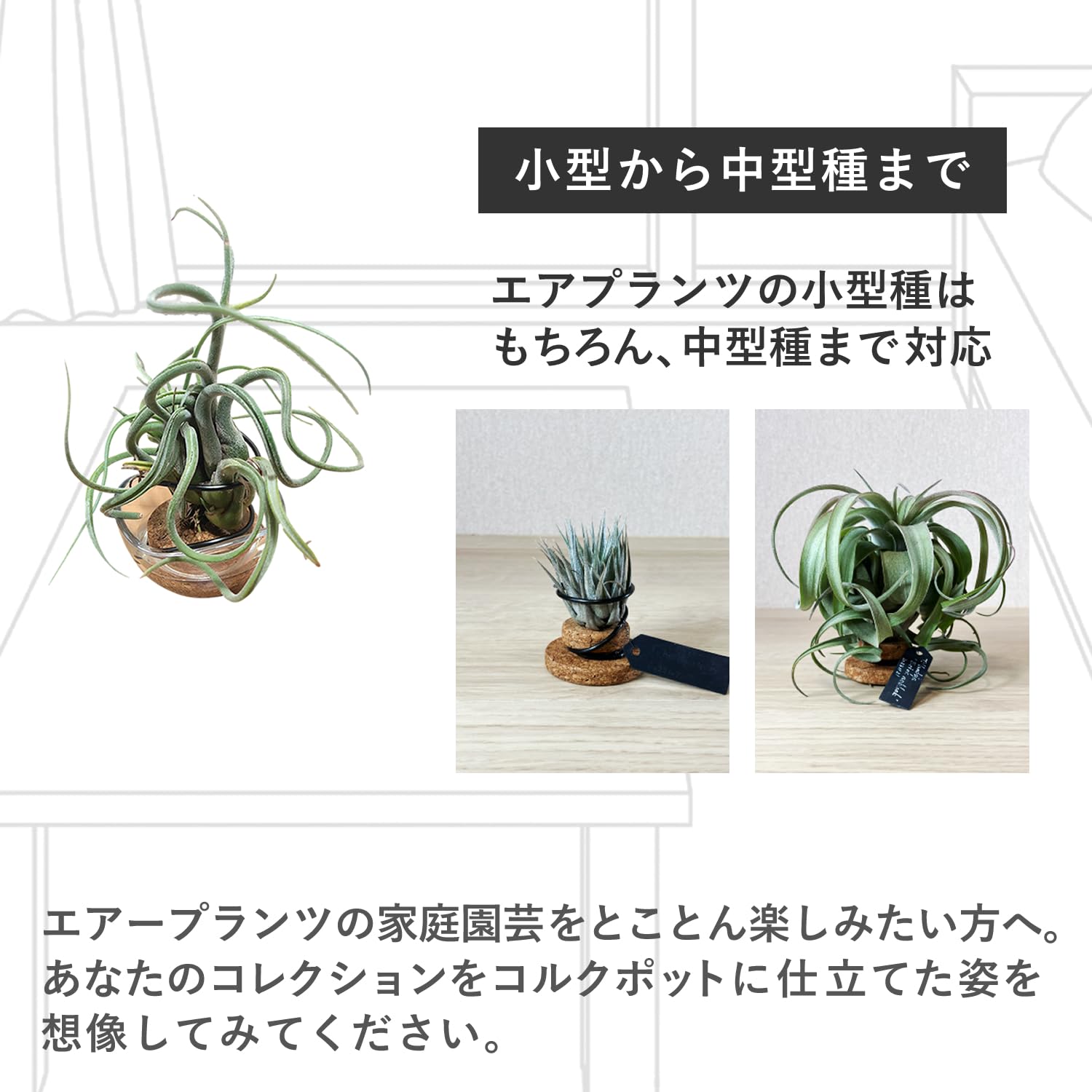 Amazon｜PLANTENT コルクポット 3個入 エアプランツ専用着生材