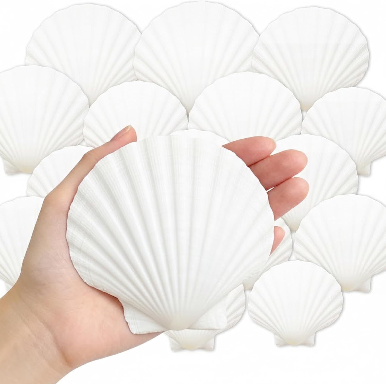 Denking 30 PCS Scallop Shells Mixed Sizes 3–5 Inch Natural White Seashells 3"-3.5" 3.5"-4" 4"-5" for DIY Painting, Craft, Baking, Beach Wedding & Home Decor(30PCS 3 Sizes Mixed)