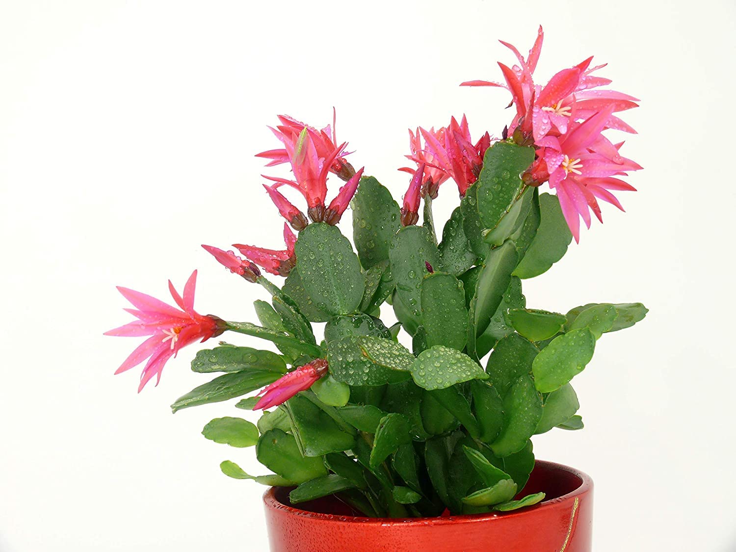 See full amazon price history chart for Door to Garden beautiful Christmas Cactus Zygo live Plant for home and garden Door to Garden beautiful Christmas Cactus Zygo live Plant for home and garden (B0B7NVNPF4) Amazon Price History, Amazon Price Tracker