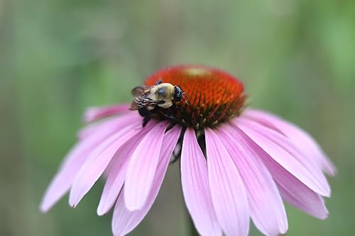 Miniatura 2 de Semillas de Echinacea Pupurea (Echinacea purpurea) 75 Semillas (0.02 oz) por Smoke Camp Crafts