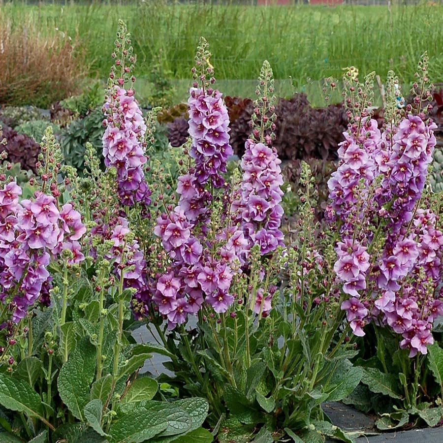 Verbascum phoeniceum, 'Rosetta' Pink 100 Seeds, Perennial