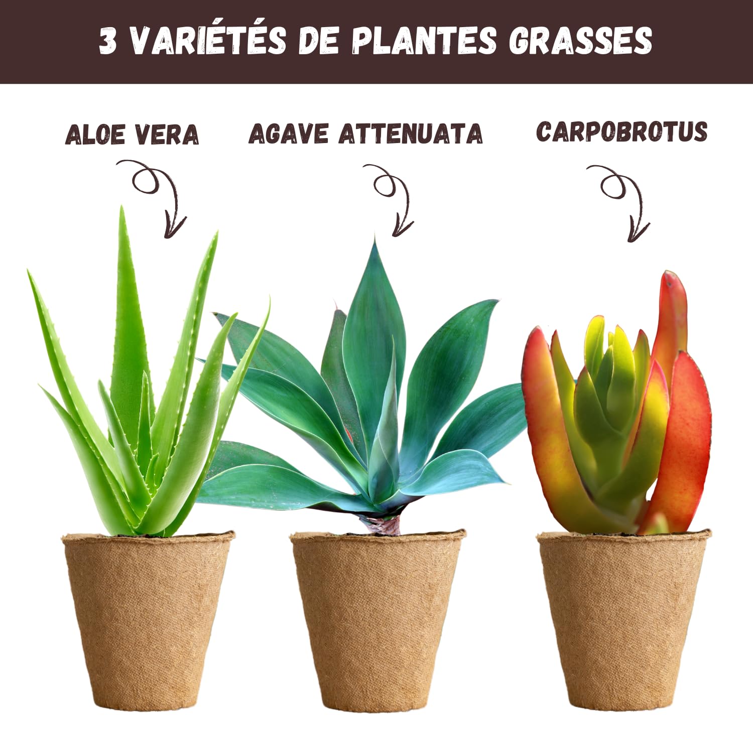 NOPALIA Sukkulenten Agave, Carpobrotus & Aloe Vera  umweltfreundliches  Geschenk  Mini-Garten DIY  Dekoration fr Haus, Bro  originelles  Muttertagsgeschenk : Amazon.de: Garten