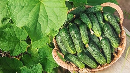 Semillas Pepino Pepinillo Wisconsin Heirloom Vegetal para plantar sin OMG