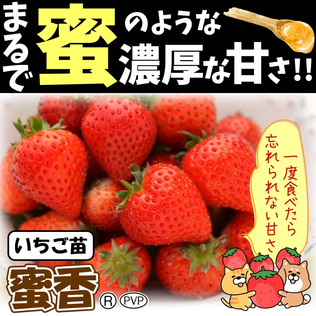 マサいちご苗セット。80サイズ 園芸ネット本店｜[26年10月中下旬予約]めちゃラク！(R)いちご栽培