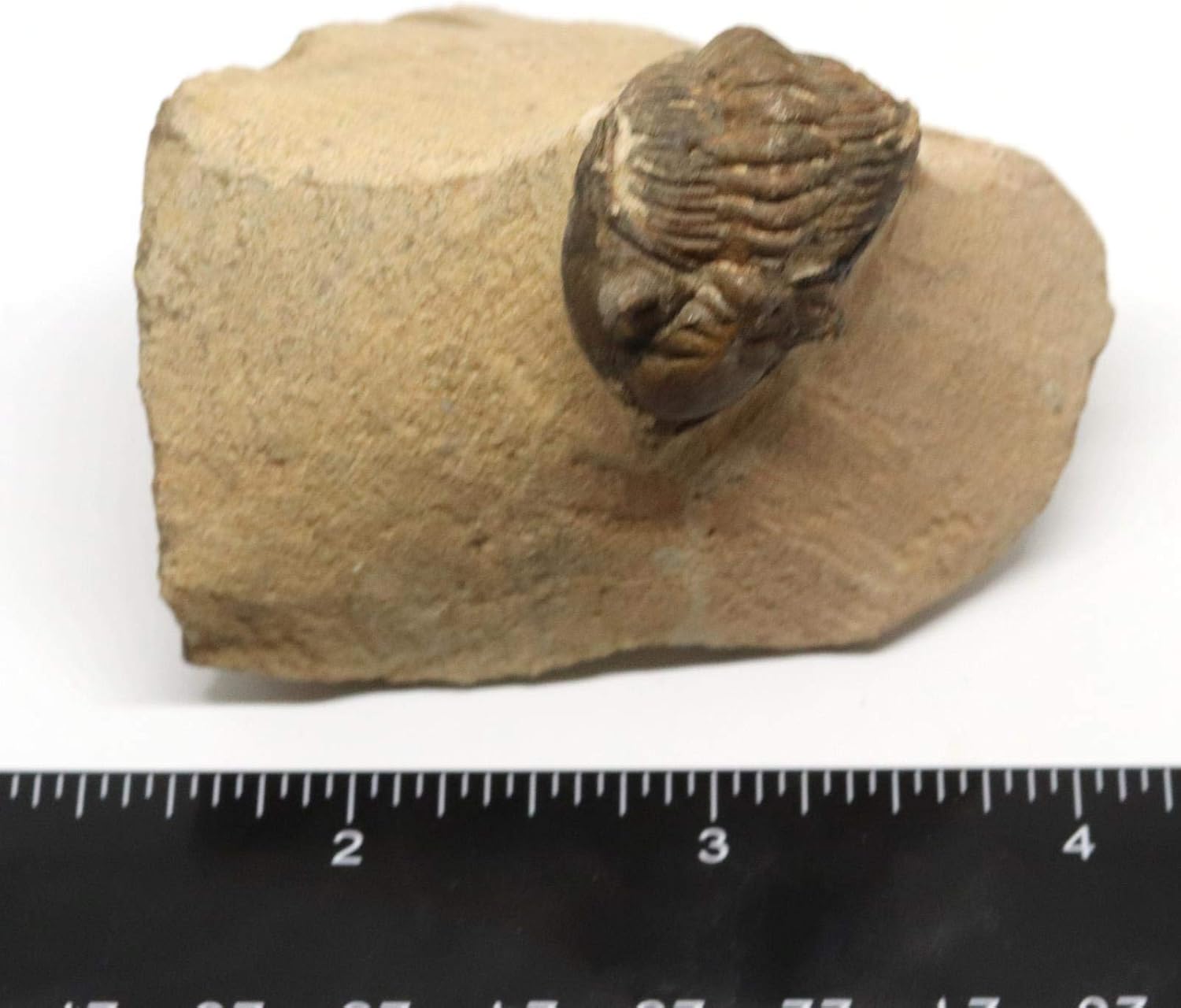 Trilobite Metacanthina Fossil Morocco 390 Million Years Old #15255 9o