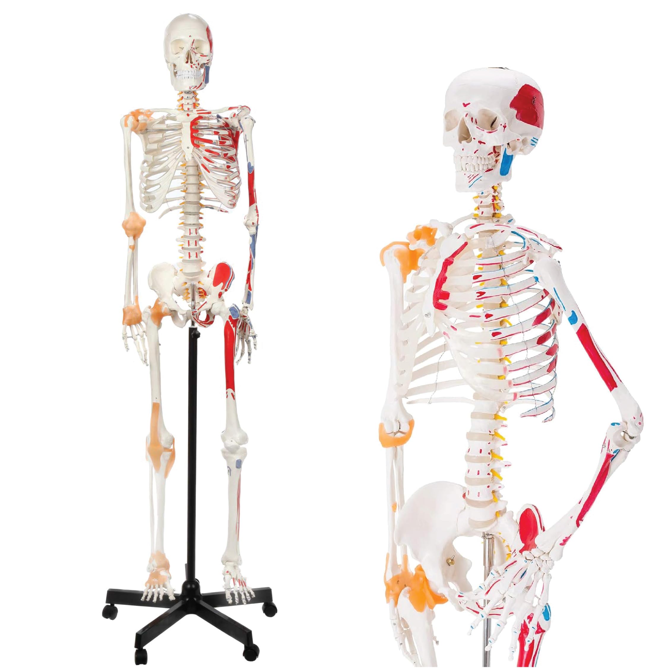 170cm Premium Human Skeleton Model,Anatomical Model with Spinal Nerves,Flexible Ligaments & Painted Muscles Showing Insertions & Origins,3-Part Removable Skull for Medical Study,Multicolor